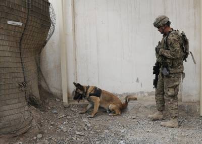 Собаки на службе в вооруженных силах США
